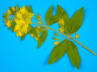 Pressed dried flowers of yellow loosestrife on a blue background, top view. Pressed flower art,...