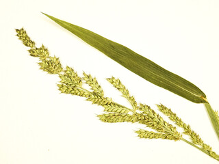 Pressed dried stem of a barnyard grass or water grass   on a white background, top view. Pressed...