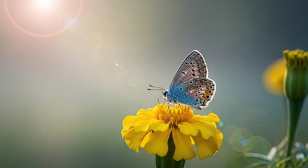 butterfly on a flower ulra realistic 4k walpaper for dextop