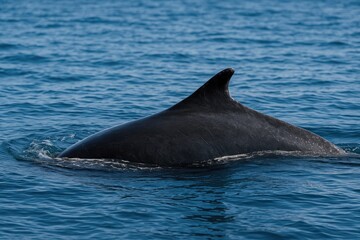 Humpback whale's dorsal fin illustration