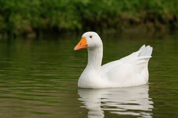 Obraz premium Wild waterfowl on a natural breeding farm