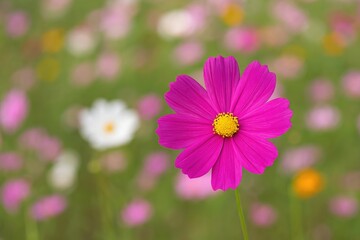 Fototapeta premium Vibrant garden cosmos blossom in full bloom