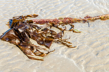 Close up of kelp seaweed on the beach at Balltwalter Co Down