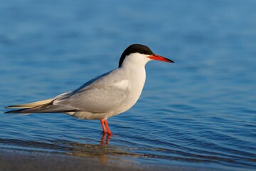 Typical tern bird species overview