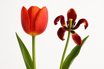 Naklejka premium Detailed shot of a vibrant and wilted red tulip against a plain white background