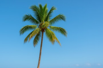 Tropical palm against a clear blue sky