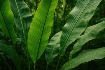 Detailed view of lush banana palm foliage in a tropical jungle