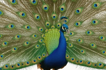 Obraz premium Detailed shot of a peacock displaying its vibrant tail feathers