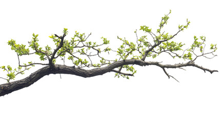Fototapeta premium tree branches isolated on white background