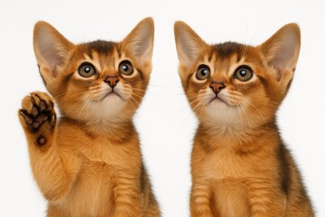 Fototapeta premium Two adorable Abyssinian kittens gazing upward with raised paws against a plain white backdrop