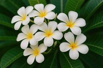 Fototapeta premium Detailed view of Plumeria blossoms
