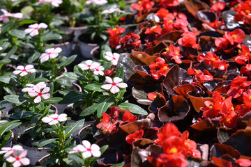 Flower plants for garden and balcony