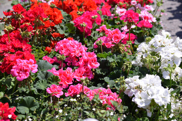 Flower plants for garden and balcony