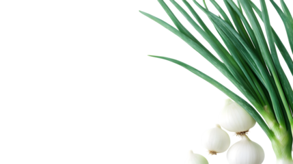 baby onion isolated on white background