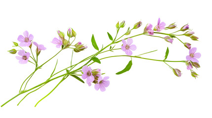 lilac flowers isolated on white background