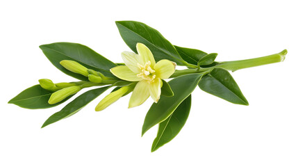 Obraz premium lily of the valley isolated on white background