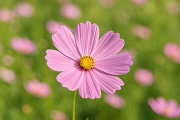 Detailed view of a blooming Cosmos bipinnatus flower in a garden setting