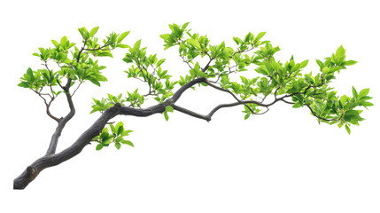 tree isolated isolated on white background