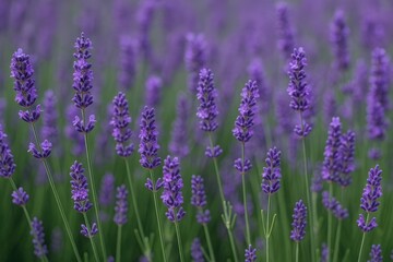 Detailed shot of a vibrant purple lavender flower
