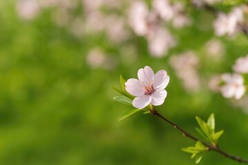 Obraz premium Soft focus cherry blossom with a hazy backdrop