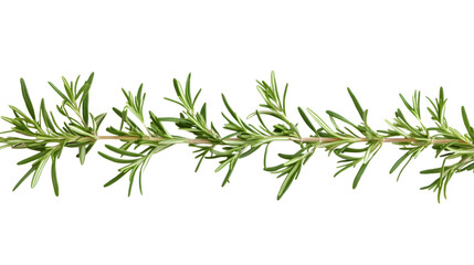 Obraz premium rosemary twig isolated on white background