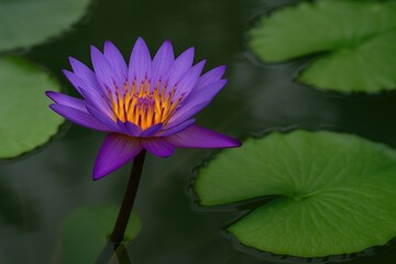 Detailed shot of a purple water lily with surrounding leaves in a pond