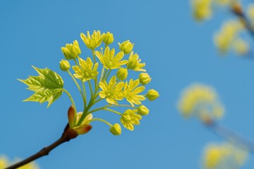 Fototapeta premium Close-up of a vibrant yellow maple blossom against a clear blue sky, featuring detailed petals and stamens with ample space for text