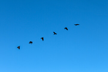 Group of black birds is captured mid-flight against a bright blue sky.