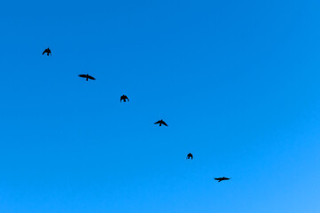 Group of black birds is captured mid-flight against a bright blue sky.