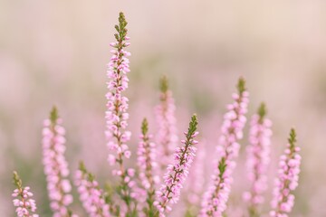 Detailed shot of heather blossoms with a gentle backdrop
