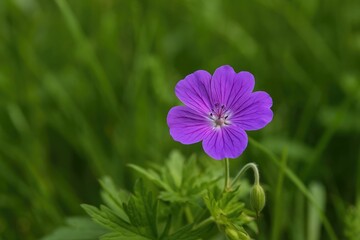 Fototapeta premium Detailed view of a colorful violet blossom amidst lush greenery in an outdoor setting ideal for botanical illustrations