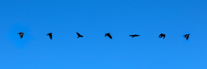 Group of black birds is captured mid-flight against a bright blue sky.