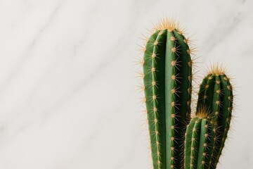Naklejka premium Detailed shot of a succulent against a marble backdrop