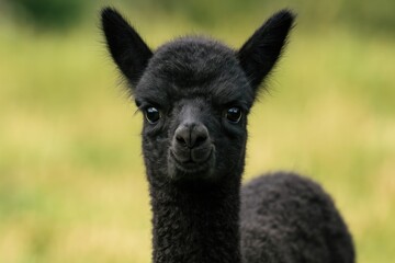 Fototapeta premium Detailed shot of a young alpaca