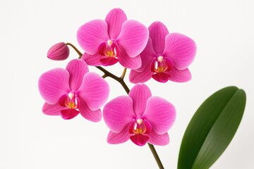 Obraz premium Vivid pink orchid with vibrant hues