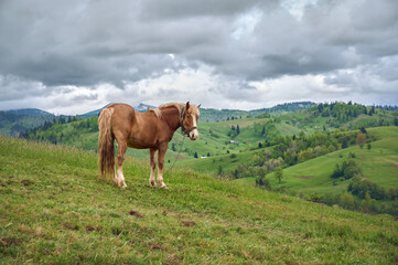 Brown horse grazing on meadow in mountains.