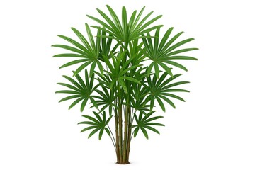 Ornamental plant used in indoor gardening, featuring lush bamboo palm foliage