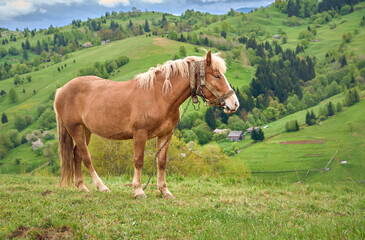Brown horse grazing on meadow in mountains.
