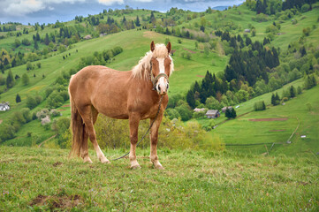 Brown horse grazing on meadow in mountains.