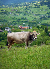 The cow pasture in green hill on a cloudy evening in Yasinya, Carpathians, Ukraine.