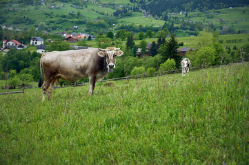 The cow pasture in green hill on a cloudy evening in Yasinya, Carpathians, Ukraine.