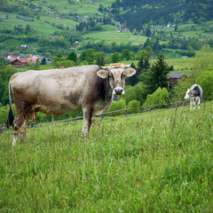 The cow pasture in green hill on a cloudy evening in Yasinya, Carpathians, Ukraine.
