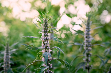 Leonurus cardiaca with purple flowers and green leaves  in summer garden.