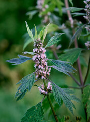 Leonurus cardiaca with purple flowers and green leaves  in summer garden.