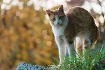 威嚇のポーズで大きく見える猫