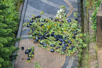 Abandoned plants and flower pots lying on a paved path in a public park after a heavy rain with a...