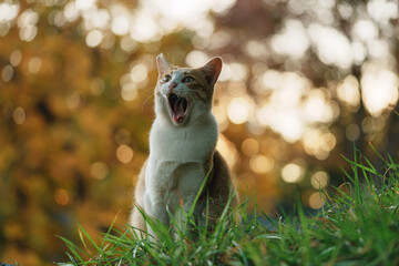 あくびが驚きの顔に見える猫