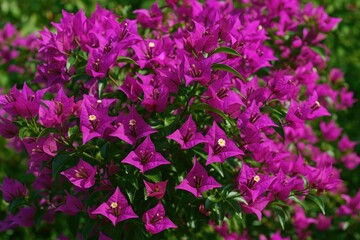 Obraz premium Vibrant Bougainvillea in Full Bloom with Beautiful Flowers