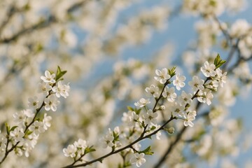 Close-up of blooming fruit tree branches with a blurred spring scene
