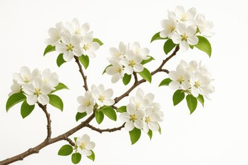 Obraz premium Elegant springtime blossom on a fruit tree branch against a white backdrop